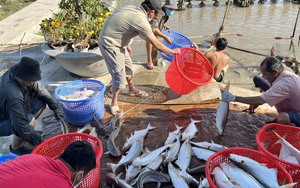 Video: Hội Nông dân Cần Giờ đẩy mạnh hỗ trợ nông dân làm giàu từ nuôi cá dứa trên ao tôm