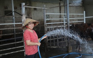 Video: Nông nghiệp đô thị ở TP.HCM - bí quyết nuôi bò thành tỷ phú của nữ nông dân Bình Chánh