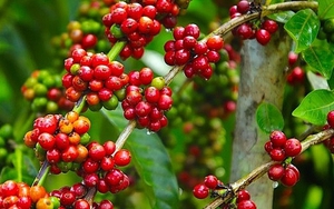 Giá cà phê ngày 27/10: Cà phê trong nước giao dịch thấp nhất còn 59.000 đồng/kg
