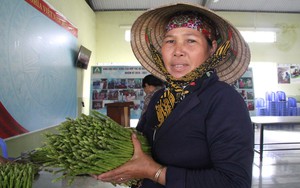 Người Chăm ở Ninh Thuận trồng rau gì mà cả thôn hộ nghèo giảm dần, hộ khá tăng lên trông thấy?