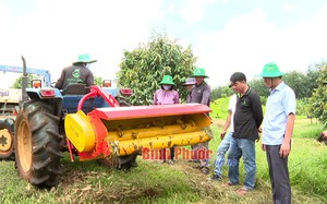 Trồng "cây tiền tỷ" công nghệ cao, phục tài anh nông dân Bình Phước sáng chế máy băm cỏ tự động