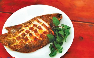 Cá cút ở biển Quảng Ngãi là cá gì mà tên xấu, dáng xấu, thịt trắng như thịt gà, ngon hết nước chấm?