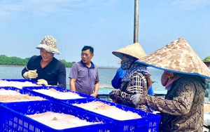 Trúng đậm 'lộc trời', nông dân vùng biển này của tỉnh Thái Bình cứ ra khơi là có tiền triệu