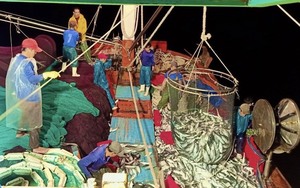 Một xã ở Quảng Bình ngư dân vươn khơi đánh bắt được gần 10.000 tấn cá, tôm 