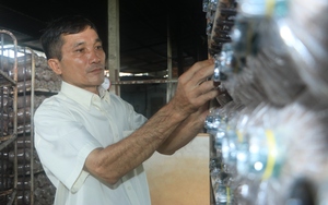 Trưởng ấp ở TP HCM trồng nấm thu 2 tỷ/năm được bình chọn là Nông dân Việt Nam xuất sắc 2023
