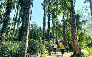 Ở Tuyên Quang có một khu rừng đẹp như phim, la liệt cây gỗ chò chỉ-thứ cây cổ thụ hình thù như mũi tên