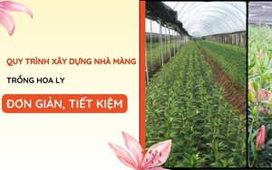 SỔ TAY NHÀ NÔNG: Hướng dẫn xây dựng nhà màng trồng hoa ly đơn giản, tiết kiệm