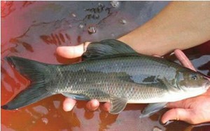 Top 4 loài cá ngon nhất trên dòng sông Lô, xưa hễ bắt được là tiến vua, có con miệng như mõm lợn