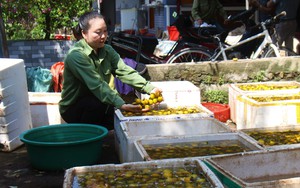 Ngủ chăn bông, ngâm nước &quot;đã đời&quot;, loại quả mọc từ các cây cổ thụ trăm tuổi ở Nghệ An là trái đặc sản
