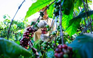 Giá cà phê ngày 31/10: Hai sàn liên tục sụt giảm mạnh, giá cà phê trong nước 'lao dốc'