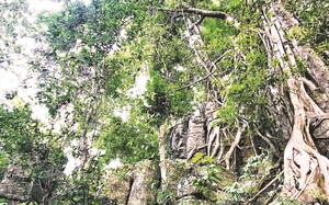 Tòa thành cổ bí ẩn "lẩn khuất bí ẩn" trong mênh mông một khu rừng già đẹp như phim ở Bình Định