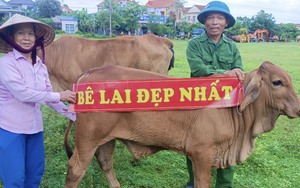 Tin hot chăn nuôi bò, một xã ở Quảng Bình đang tổ chức tìm kiếm 
