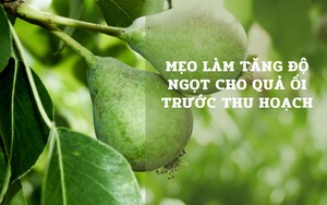 SỔ TAY NHÀ NÔNG: "Mẹo" giúp tăng độ ngọt cho quả ổi 