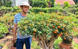 Nông dân Gia Lai biến cây dại thành loại cây cảnh tiền triệu 