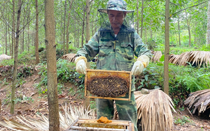 Điều khiển 'đội quân' 200 tổ ong nhả mật, một hợp tác xã của tỉnh Phú Thọ thu 900 triệu đồng 