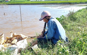 Đã có văn bản đề nghị xử lý nhưng dụng cụ bẫy chim hoang dã vẫn xuất hiện trên cánh đồng ở Ninh Bình