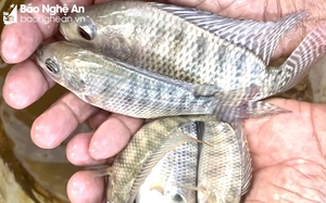 Một nơi nước lũ vừa tràn qua ở Nghệ An, dân rủ nhau đi mót cá kiểu gì mà bắt được toàn loại cá này?