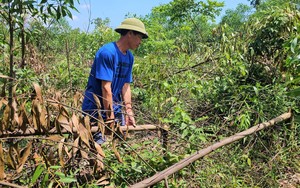 Điều tra vụ hơn 3.000 cây keo, tràm của một nông dân Nghệ An nghi bị kẻ xấu chặt phá