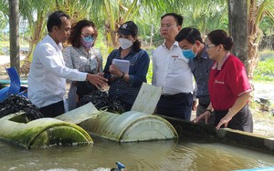 Một nông dân ở Bạc Liêu thành công với mô hình nuôi lươn theo công nghệ tuần hoàn nổi