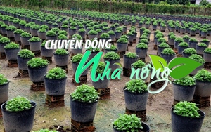 Chuyển động Nhà nông 6/10: Nông dân Tiền Giang khẩn trương xuống giống vụ hoa Tết cổ truyền