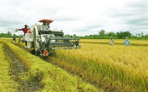 Giá gạo Việt Nam lần đầu vượt cả Ấn Độ, Thái Lan, đạt 15 triệu đồng/tấn, xuất khẩu gạo đem về gần 90.000 tỷ đồng