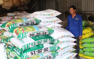 'Ăn theo' giá lúa, giá một loại vật tư quan trọng trong sản xuất lúa tăng mạnh