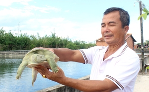 Nuôi ba ba, cá lóc lời 2,5 tỷ/năm; một chủ trang trại ở Tây Ninh là Nông dân Việt Nam xuất sắc 2023