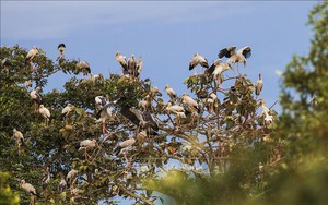 Một vườn quốc gia rộng hơn 30.000ha ở Tây Ninh, thấy chim cò đậu kín cây
