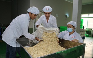 Mỹ, Trung Quốc tăng tốc thu mua, xuất khẩu một loại hạt của Việt Nam tăng trưởng 'nóng'