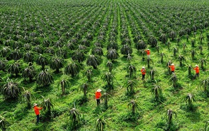 Bình Thuận thông qua Quy hoạch tầm nhìn đến năm 2050: Nông nghiệp là một trong ba trụ cột phát triển