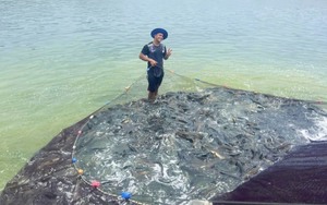 Một Nông dân Việt Nam xuất sắc ở Quảng Bình nuôi cá lóc, kéo mẻ lưới lên cả làng trầm trồ, thu tiền tỷ