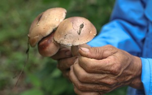 Vô rừng ở Bình Định dò tìm loại nấm bổ dưỡng, ai ăn được thì &quot;ghiền&quot; không dứt