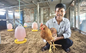 Cán bộ, hội viên nông dân Đà Nẵng tham quan mô hình nuôi gà trên đệm lót sinh học dày