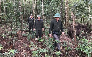1.000 héc-ta đất rừng của Bình Định bị người dân Gia Lai xâm chiếm 