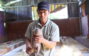 Một nông dân Lâm Đồng thu trăm triệu/năm nhờ nuôi con vật gặm tre, mía sồn sột trong bóng tối
