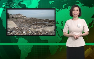 Bản tin Dân Việt Nóng 1/11: Hiện trạng hoang tàn của bãi biển Thịnh Long ở Nam Định