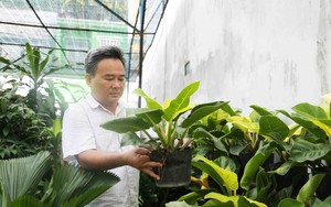 Video: Chuyển dịch cơ cấu nông nghiệp hiệu quả: Dân trồng mai Thủ Đức chuyển làm bonsai văn phòng, bỏ túi tiền tỷ mỗi năm