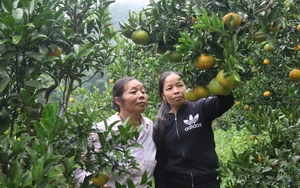 Đồng bào dân tộc Pa Dí Lào Cai thoát nghèo nhờ cây ăn quả đặc sản