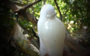 Cây kỳ lạ ở Việt Nam chảy ra loại rượu thơm ngon, bổ dưỡng, rất phù hợp cho phụ nữ, có tác dụng giải nhiệt