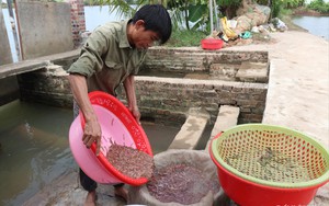  Nông dân huyện Thanh Hà, Hải Dương mua ngô, đậu tương về xay rồi rắc ra ngoài bãi để giữ 'lộc trời'