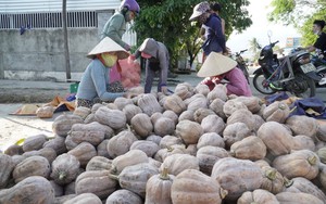 Khánh Hòa: Hội Nông dân chung tay hỗ trợ người dân tiêu thụ bí đỏ 