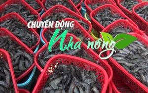 Chuyển động Nhà nông 12/11: Giá tôm tăng trở lại sau gần 1 năm