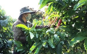 Giá cà phê cao nhất 10 năm qua, vì sao ngành chức năng một huyện ở Lâm Đồng khuyến cáo nóng?