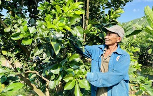 Quảng Nam: Người dân Nông Sơn đổi đời nhờ thay đổi tư duy sang làm kinh tế nông nghiệp