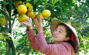 Hà Tĩnh sắp mở hội cho cam, loại đặc sản nổi tiếng thơm ngon