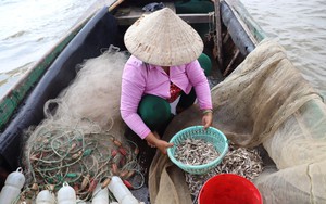 Trên dòng sông nổi tiếng ở Long An, dân "ra khơi" bất ngờ bắt được loài cá nghe tên ngỡ như cá biển ngon