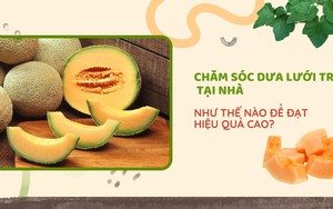 SỔ TAY NHÀ NÔNG: Tưới nước cho dưa lưới như thế nào là đủ?