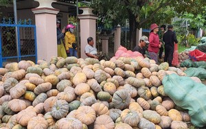 Hỗ trợ bán được hơn 80 tấn bí đỏ cho nông dân Khánh Hòa