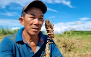 Ở Quảng Ngãi có một nghề rất độc đáo và lạ lẫm, không quá vất vả mà kiếm cả tiền triệu mỗi ngày