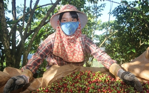 Cục trưởng Cục Trồng trọt: Người dân thu hái quả cà phê xanh sẽ ảnh hưởng nghiêm trọng đến chất lượng cà phê nhân